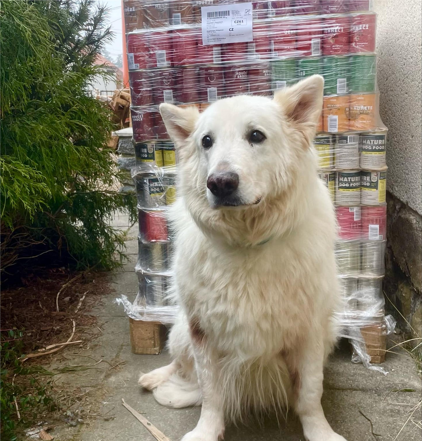 Dose für das Tierheim 8x, 400 g – LOUIE hilft Tierheimen