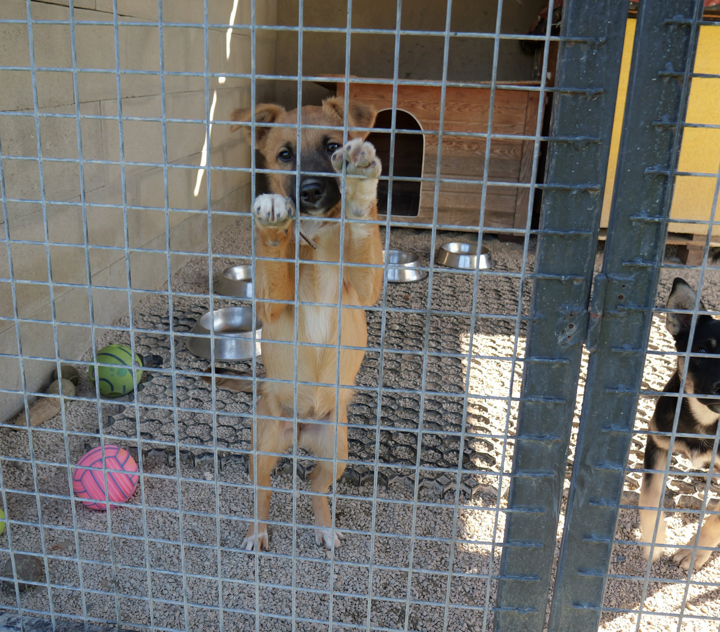 Dose für das Tierheim 8x, 400 g – LOUIE hilft Tierheimen