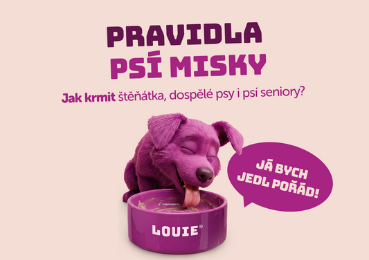 Kolikrát denně krmit psa? Záleží na věku i jeho potřebách