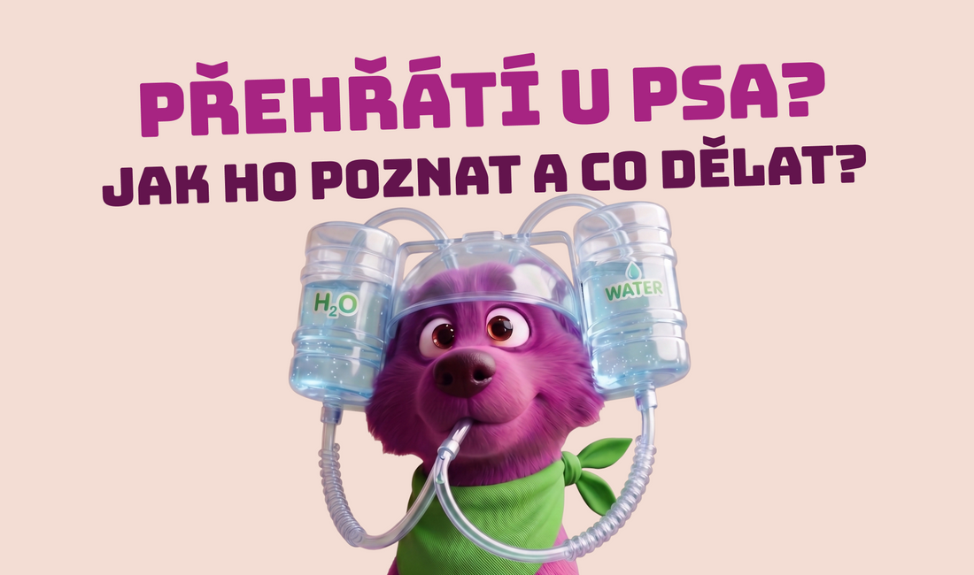 Jak ochladit psa v létě a předejít přehřátí nebo úpalu?
