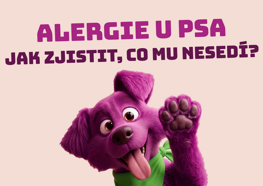 Potravinová alergie u psa? Jak zjistit, co mu nesedí...
