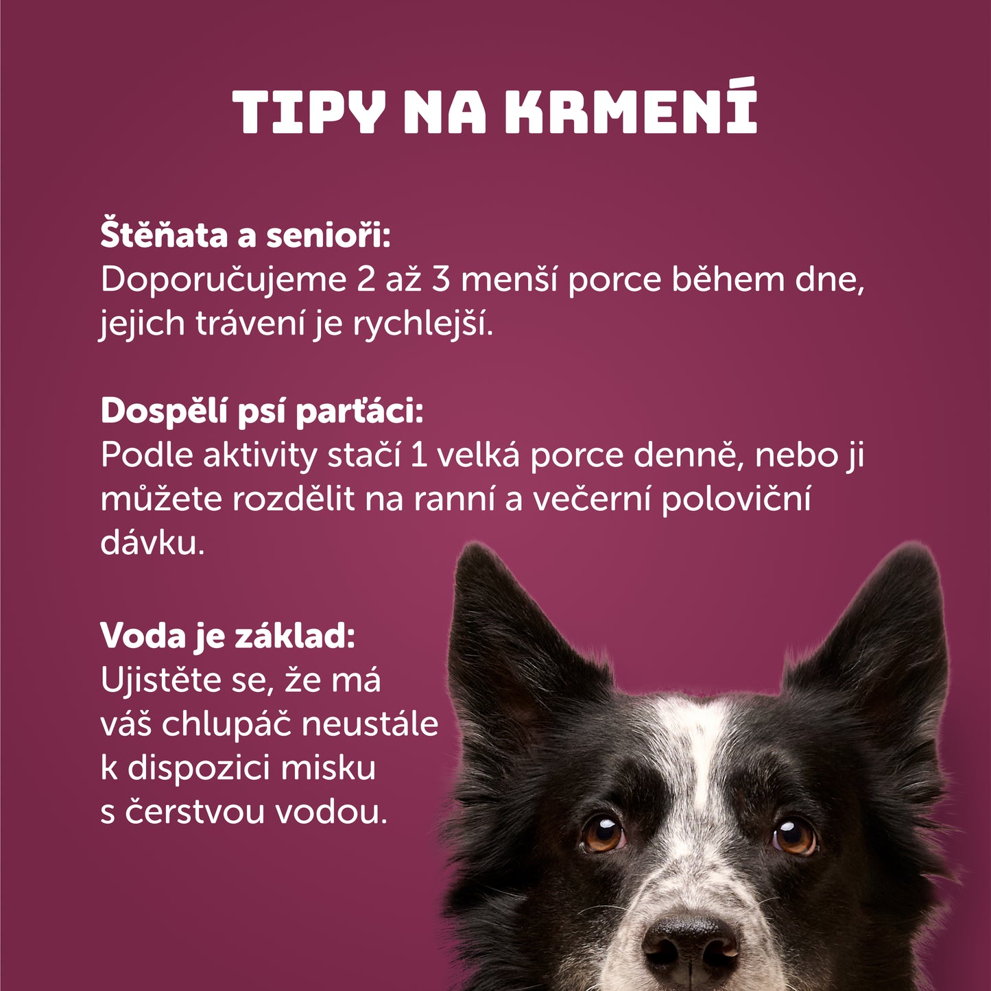 Kachní vývar 400g